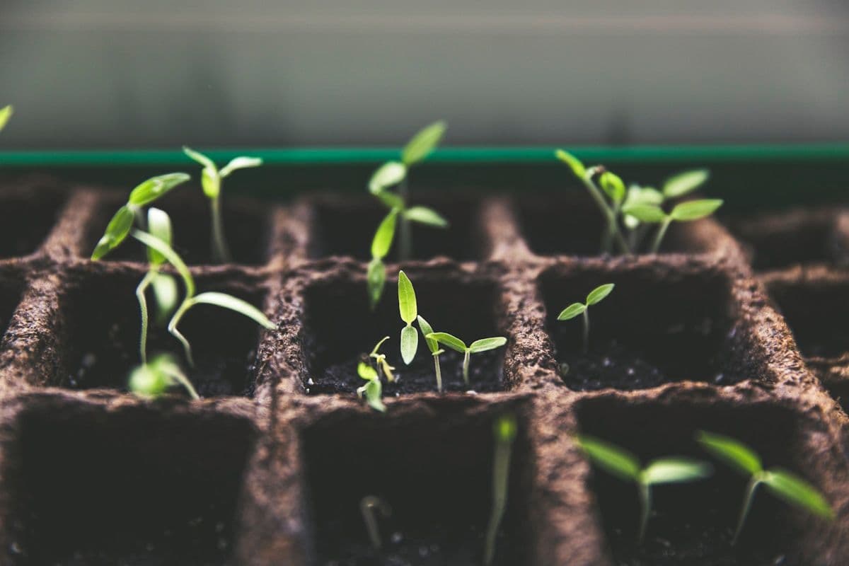 Monsoon Gardening